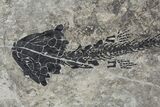 Discosauriscus (Early Permian Reptiliomorph) - Czech Republic #106344-2